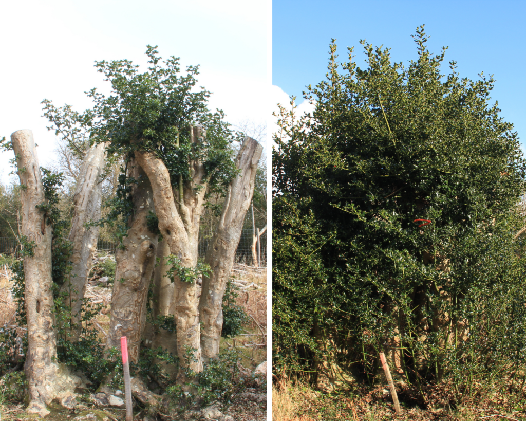 Side-by-side photo of holly regeneration: cut tree stumps with new shoots on left, dense leafy holly bush on right