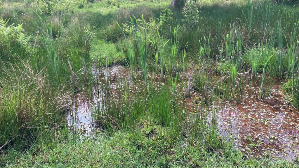 Shallow woodland channel with still brown water, reeds and grasses in the foreground, and trees and shrubs behind
