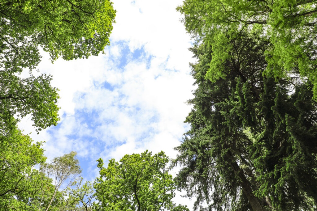 Looking up at green tree canopy framing a bright, partly cloudy sky