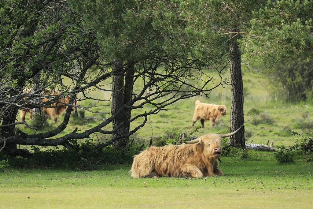 Highland cow lying on grass beneath pine trees, with two other Highland cows grazing in a wooded meadow