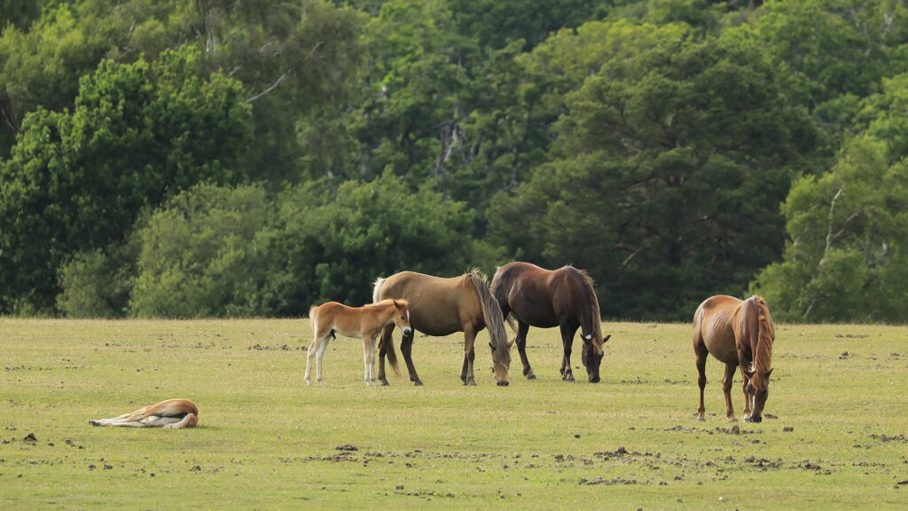 Horses and a foal grazing in a grassy field, with one animal lying down, in front of dense green woodland