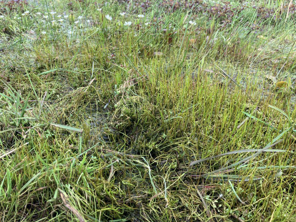 Pillwort at Penny Moor following restoration work