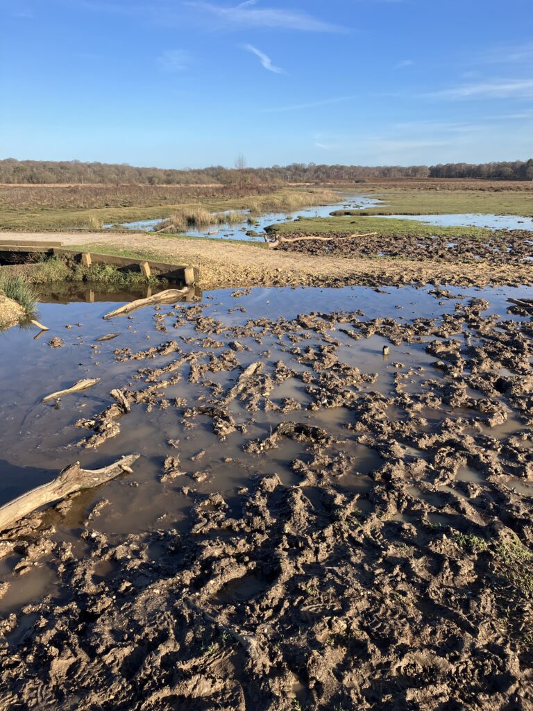 Heavily Poached Area at Penny Moor