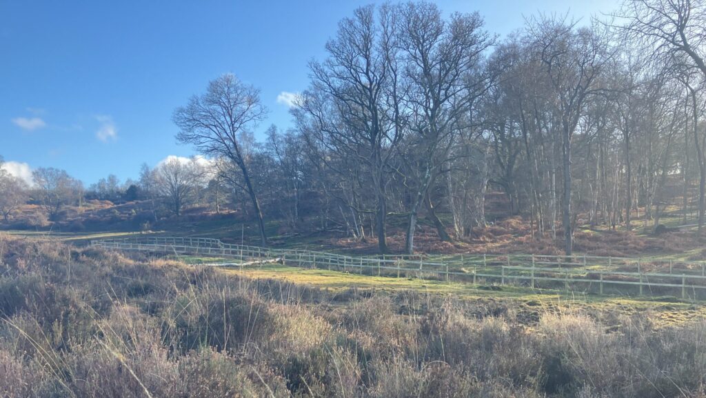 Winter moorland with tall dry grasses, wooden fence lines, and leafless trees under a clear blue sky
