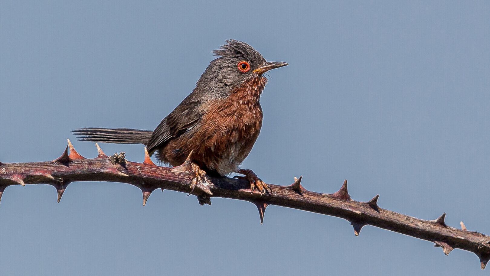 Dartford warbler with dark gray head and reddish breast perched on a thorny branch against a blue sky