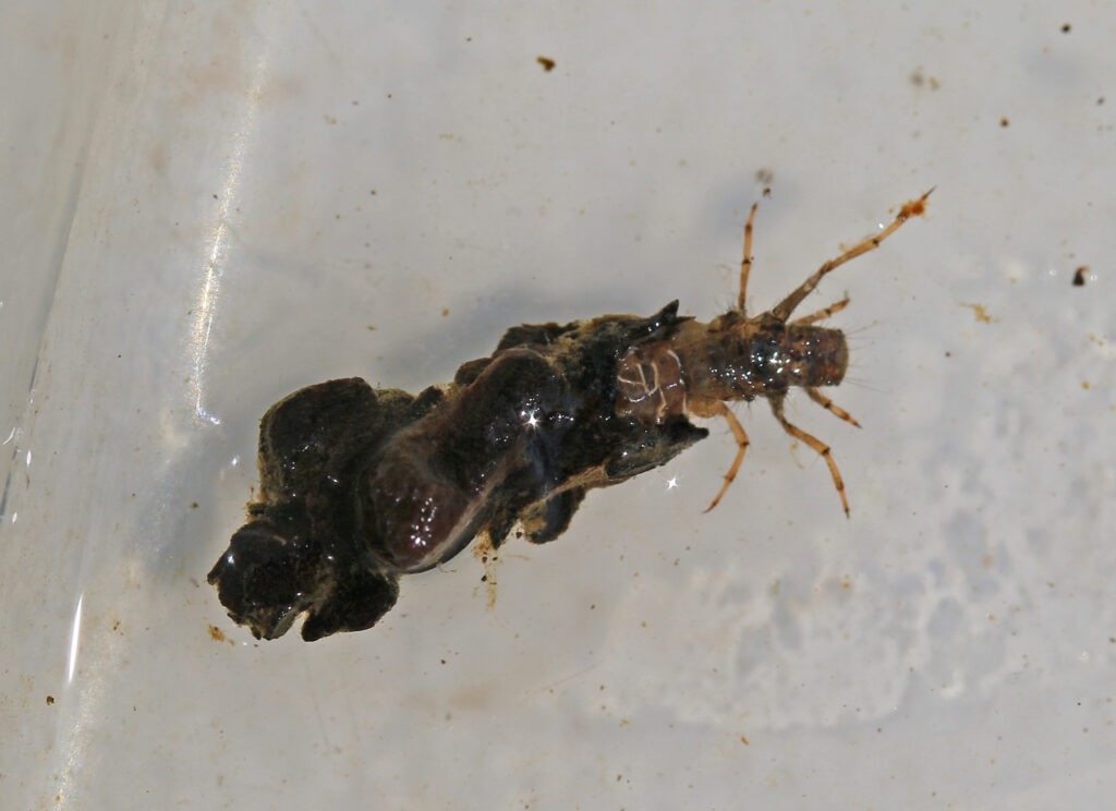 Close-up of a riverfly larva in shallow water, clinging to a dark piece of debris with six legs visible