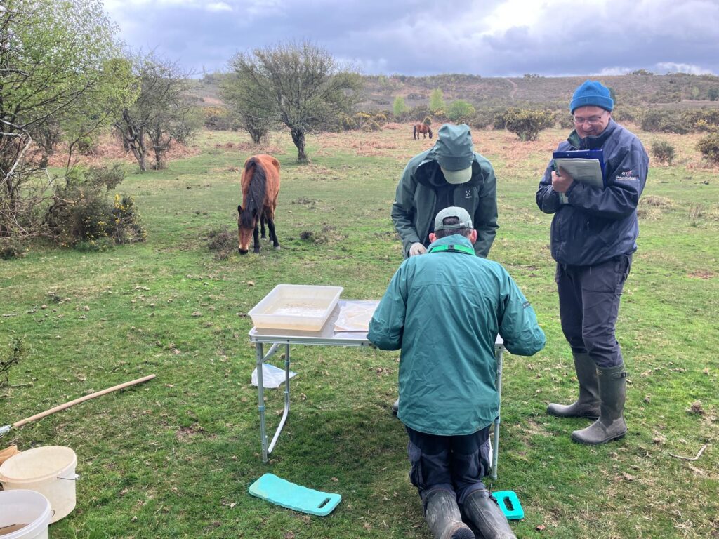 Riverfly monitoring volunteers examining a tray of samples on a folding table in a field with grazing ponies nearby