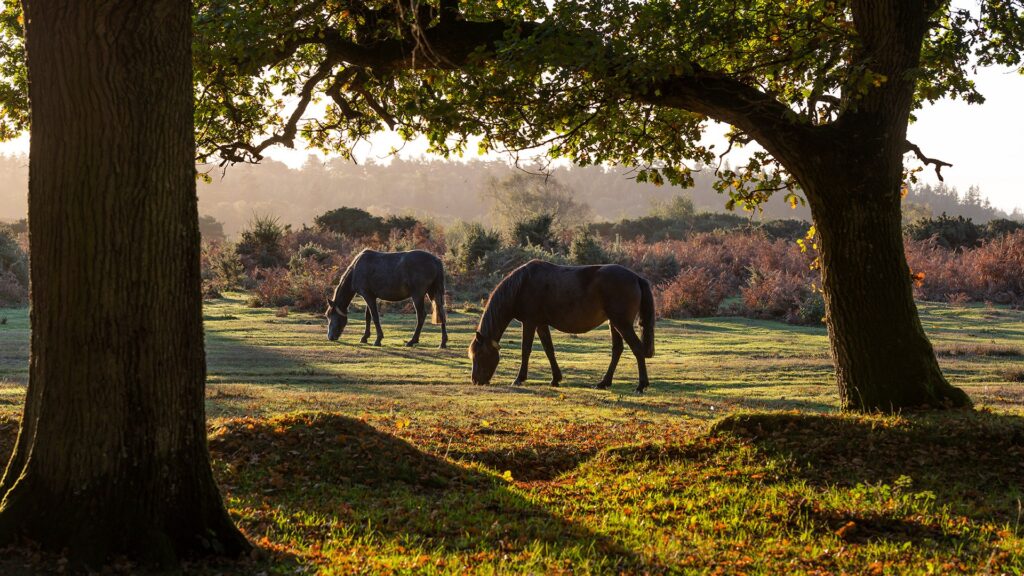Two horses grazing in a sunlit pasture framed by large oak trees, with autumn shrubs and misty woodland in the background