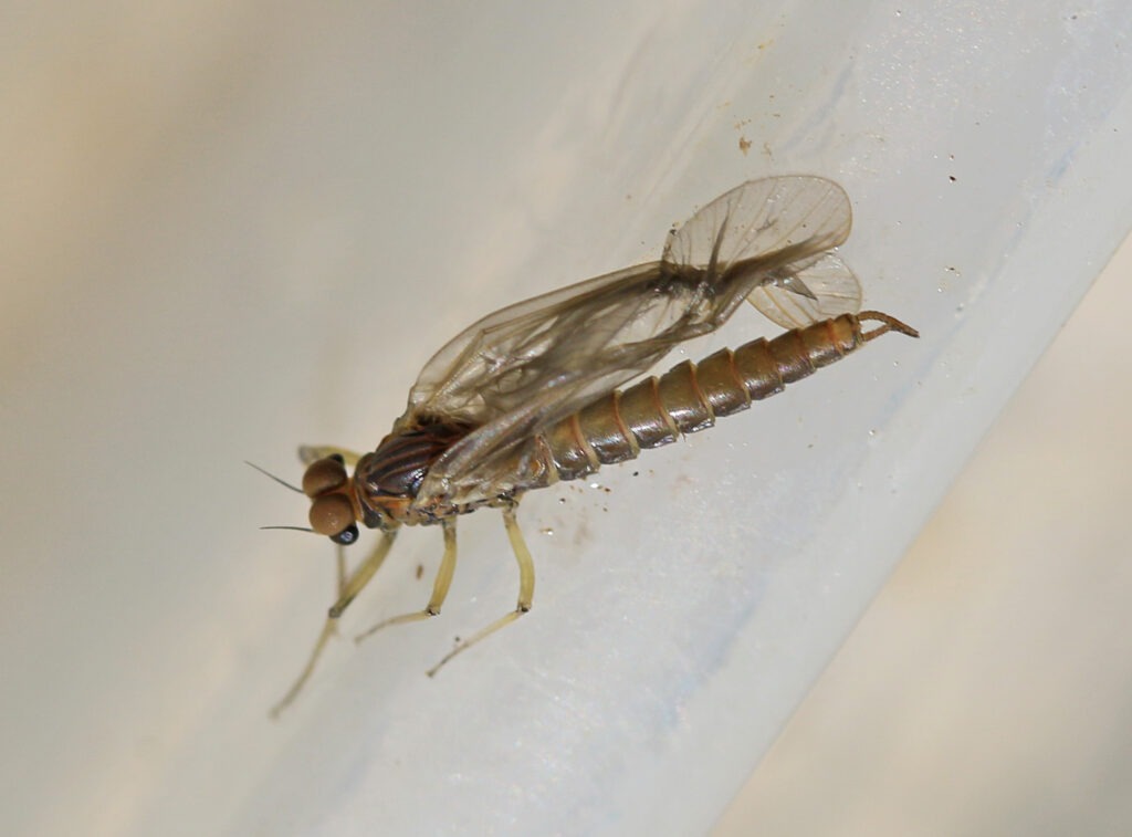 Close-up of a riverfly with transparent wings and segmented body emerging on a wet surface