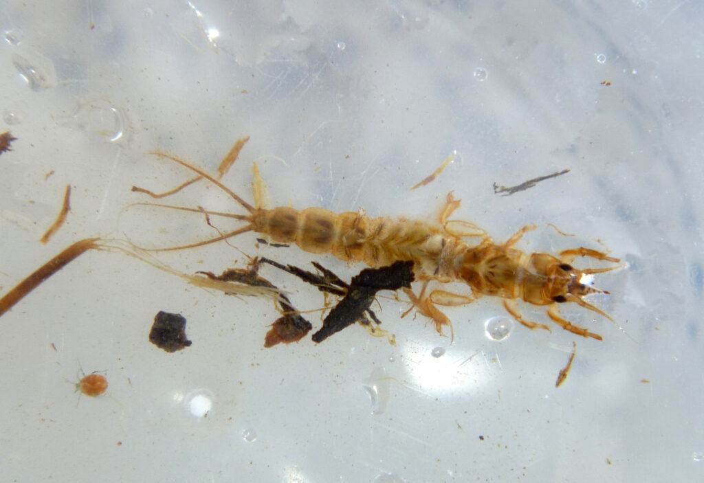Close-up of a green drake mayfly nymph underwater, showing long tail filaments and segmented body among debris