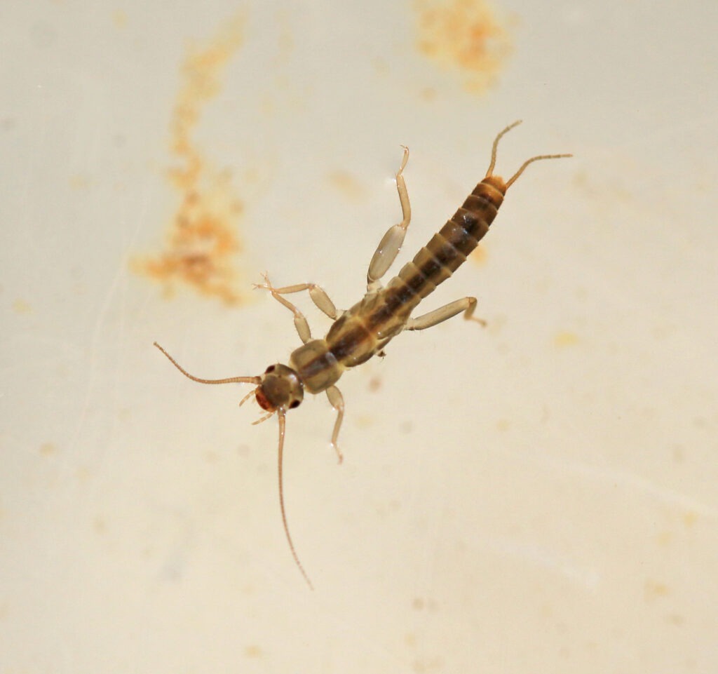 Close-up of a brown stonefly nymph with long antennae and segmented body against a pale background
