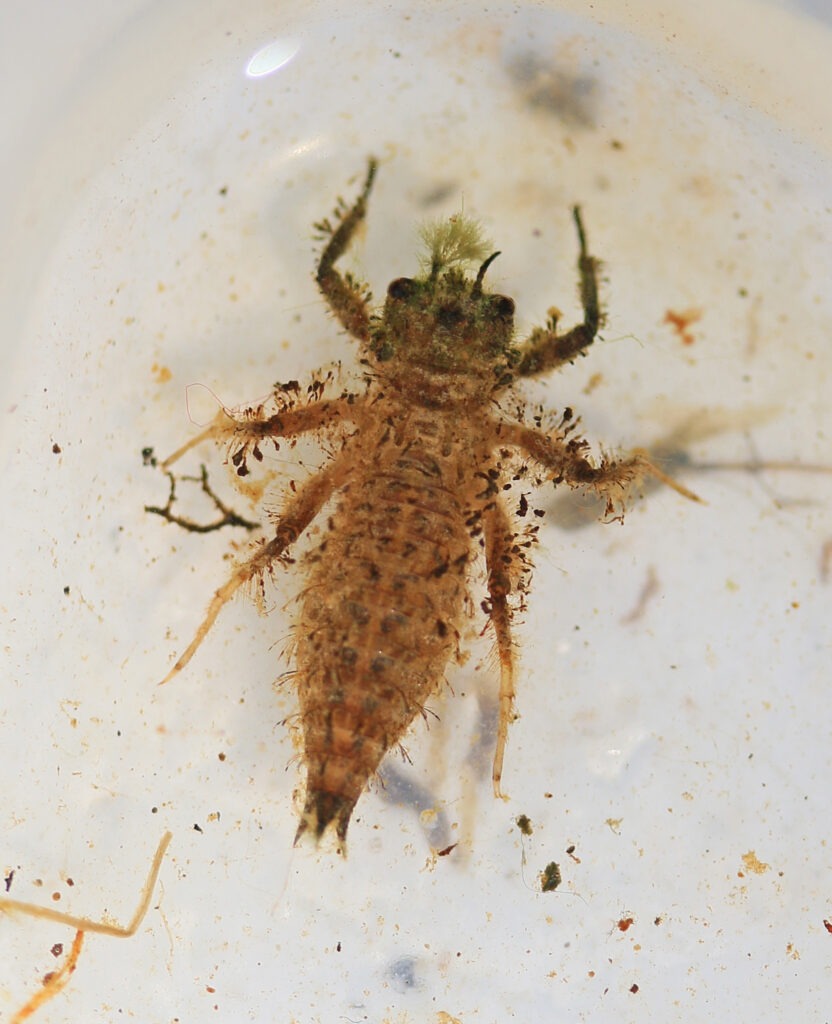 Close-up of a dragonfly nymph underwater, showing its segmented body and small legs amid debris