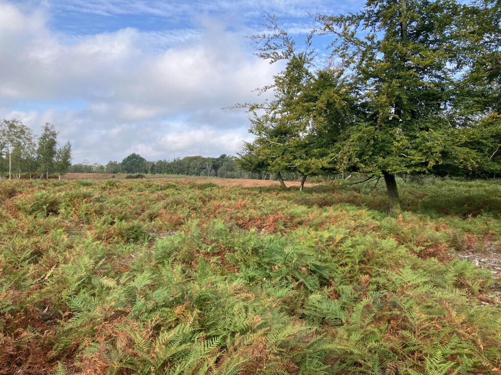 Bracken-covered heath with scattered trees under a partly cloudy blue sky
