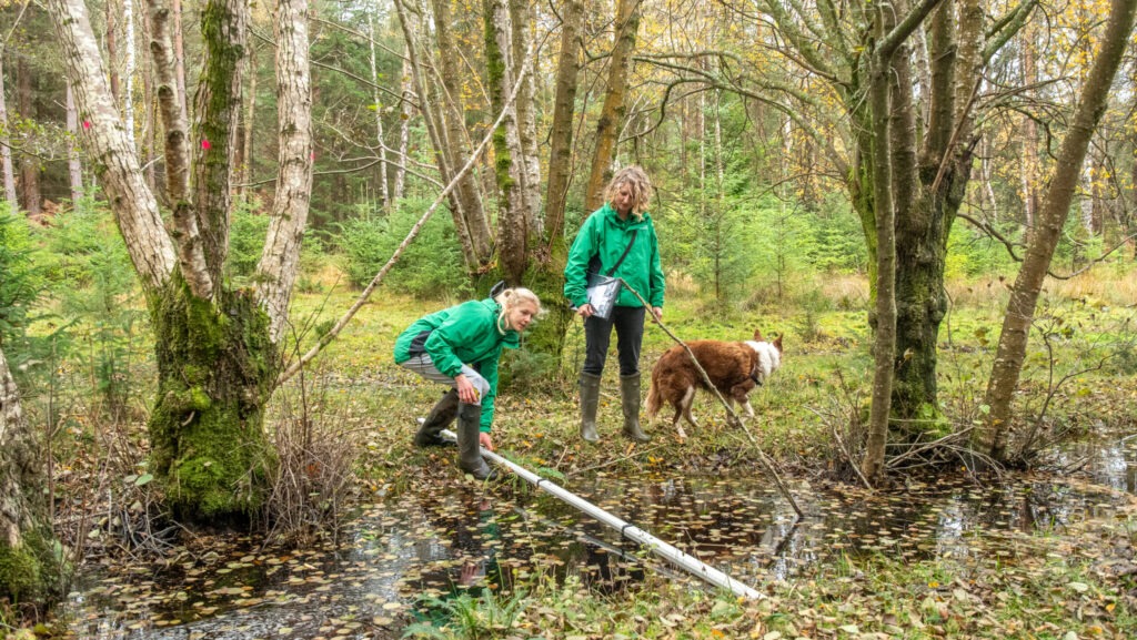 Two fieldworkers in green jackets measure water in a woodland ditch with a long gauge while a dog stands nearby