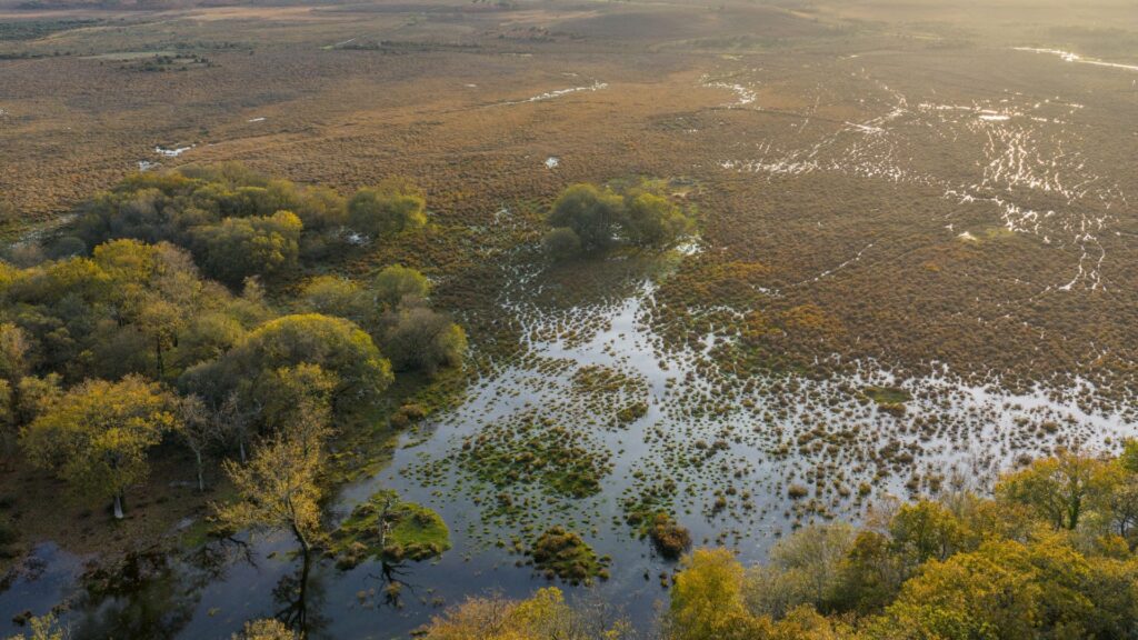 Aerial view of New Forest wetland with shallow flooded pools, grassy tussocks, and trees at the edge in low sunlight