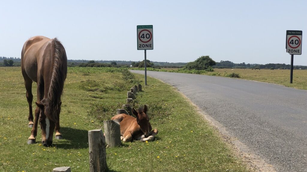 Adult pony grazing beside a road while a foal lies on the grassy verge near wooden posts and 40 zone signs