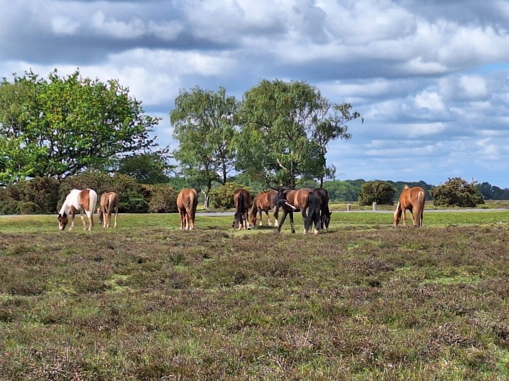 Group of New Forest ponies grazing on open heathland with trees in the background under a cloudy sky