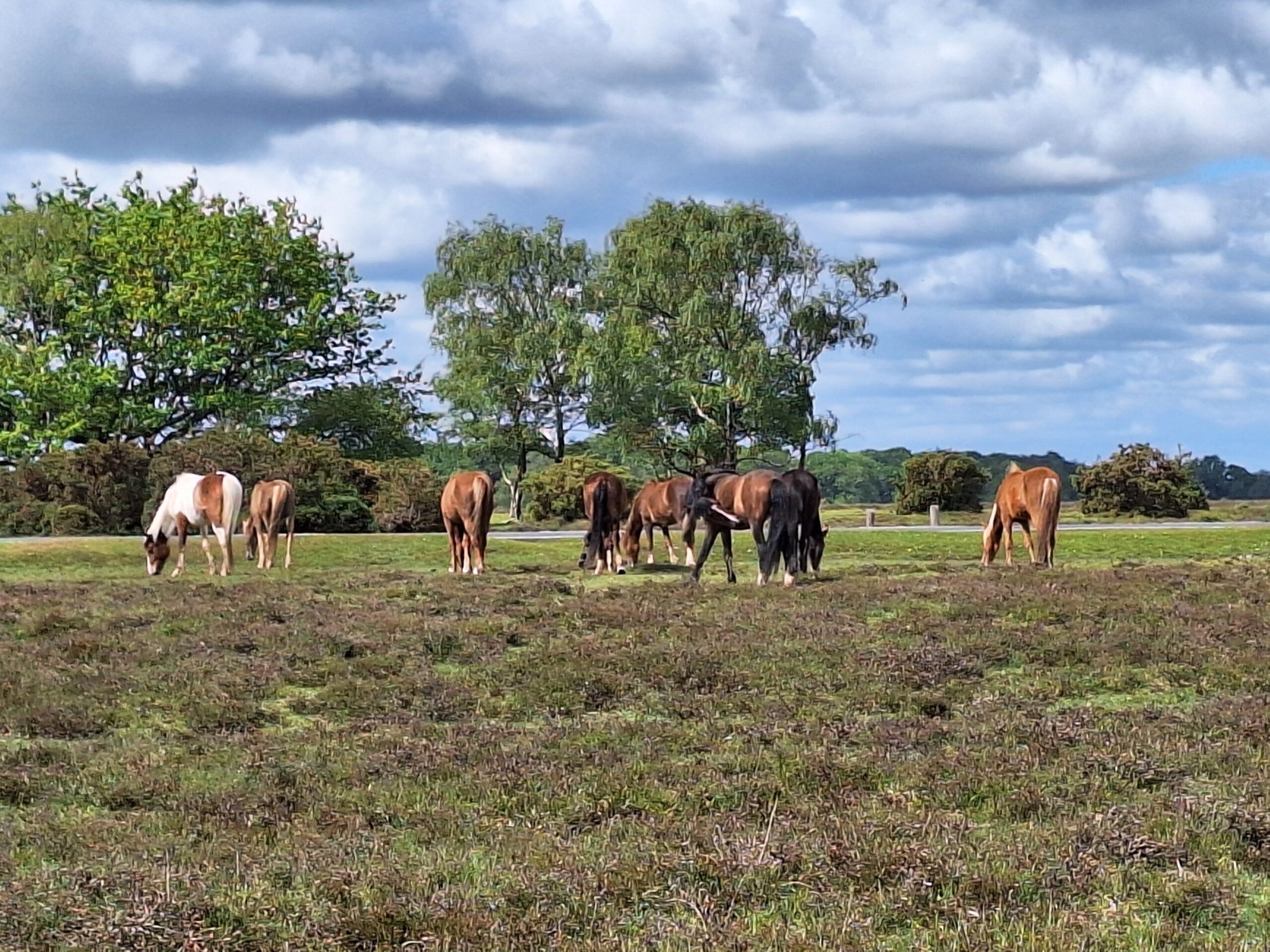 Group of New Forest ponies grazing on open heathland with trees in the background under a cloudy sky