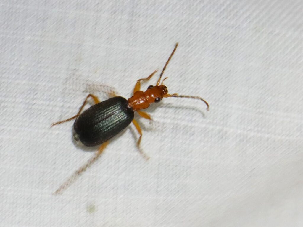 Close-up of a bombardier beetle with black wing covers and an orange head crawling on white fabric