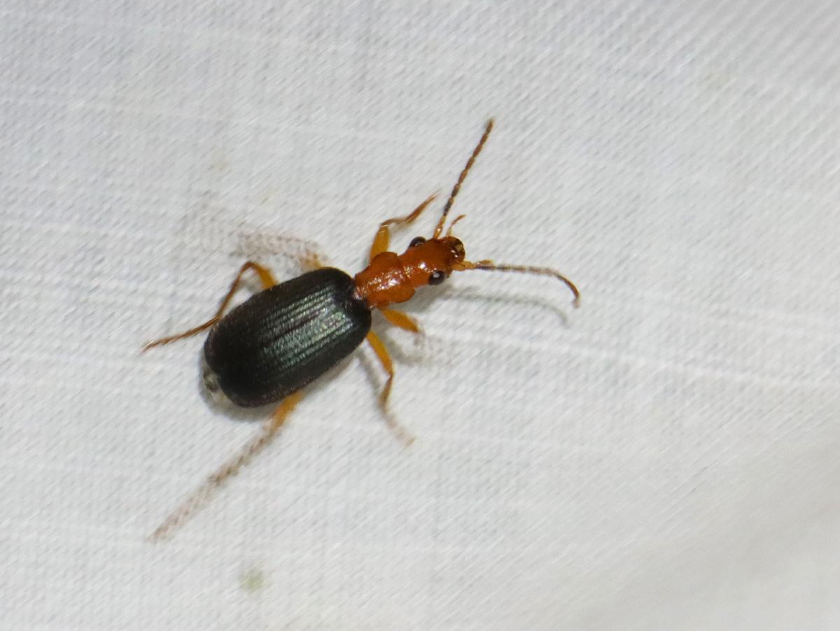 Close-up of a bombardier beetle with black wing covers and an orange head crawling on white fabric