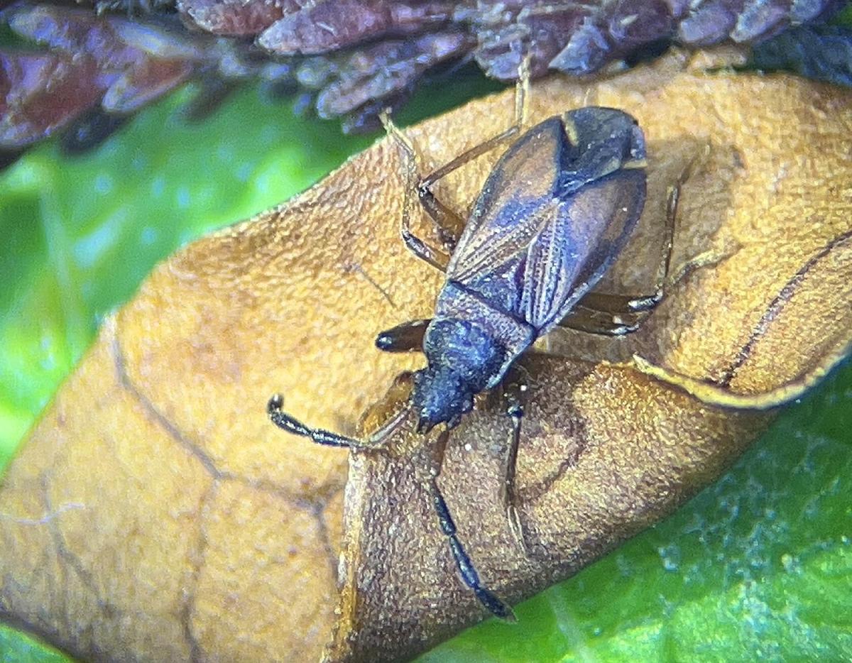 Close-up of Notochilus limbatus bug on a brown leaf with green background