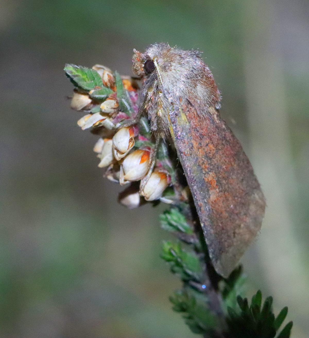 Southern chestnut moth with mottled brown and orange wings resting on a heather flower spike, close-up side view
