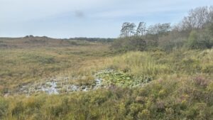 Marshy heathland with grasses and heather, a lily pad pond in the foreground, and trees along the horizon under a pale sky