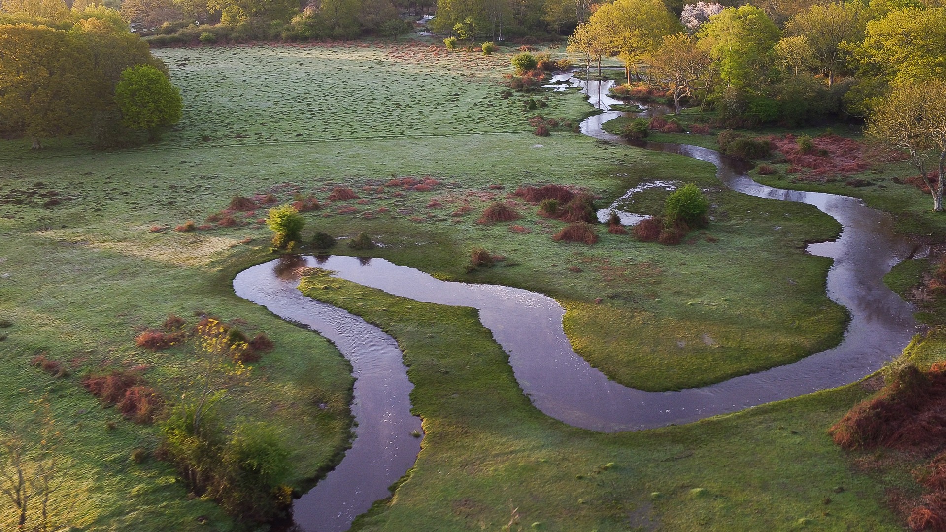 Aerial view of a restored meandering river winding through grassy meadow and trees in the New Forest
