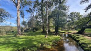 Woodland wetland with a narrow stream, grassy banks, and tall trees under a blue sky at Wootton wetland